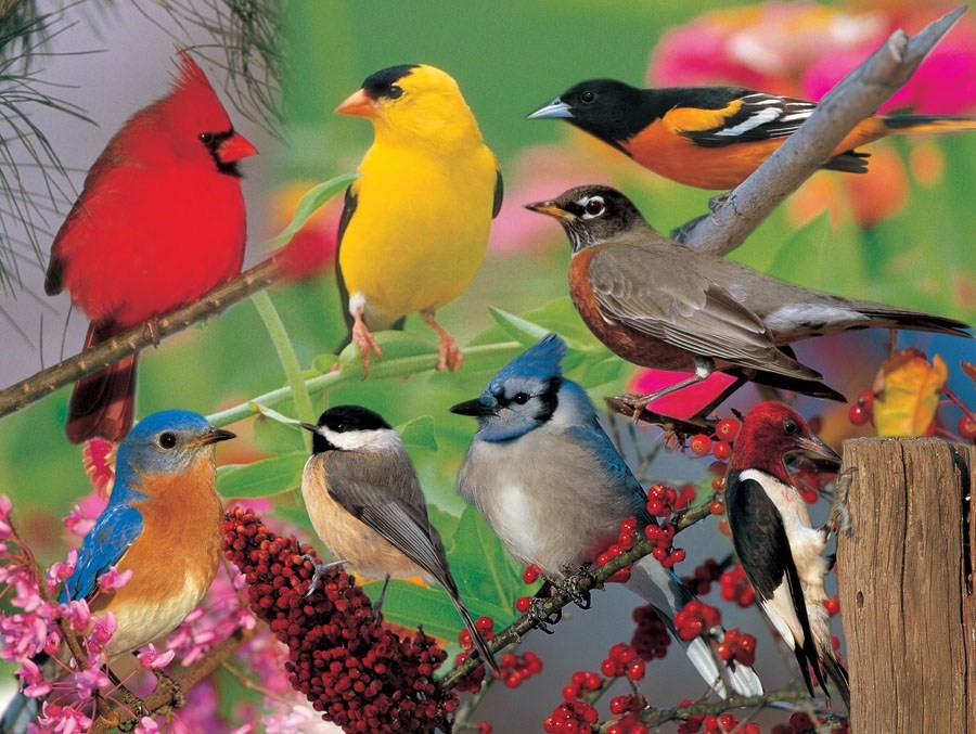 Ces oiseaux sont à l'image de ce qui se vit à Fratelli : tous différents... mais ensemble !